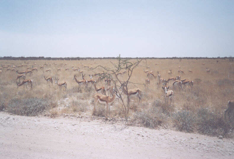namibia-etosha-np-sp.jpg
