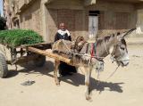 Mo Edfu4 Mo Edfu4