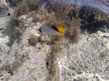 Fische2
